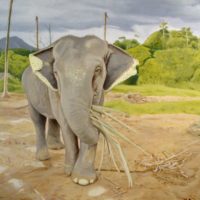 Thai_Elephant
